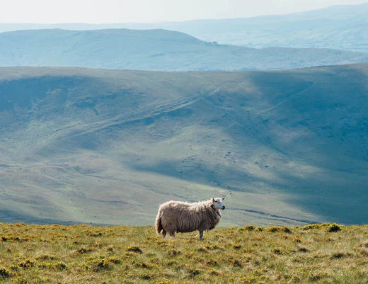 Busting 4 Merino Wool Myths